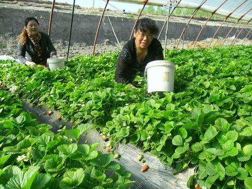 草莓种植大棚_大棚草莓亩收入多少钱